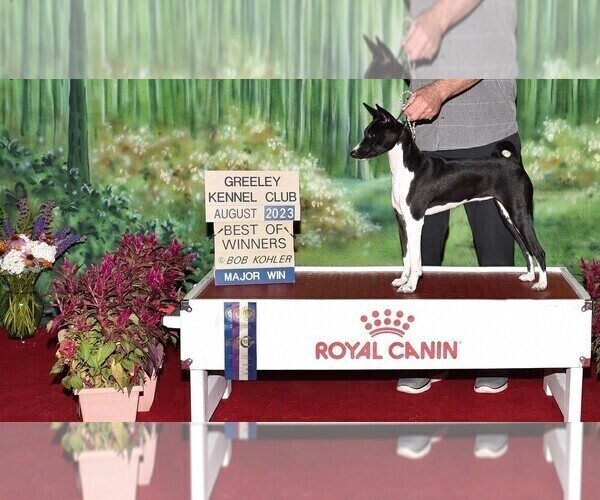 Medium Photo #1 Basenji Puppy For Sale in LEHI, UT, USA