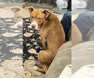 Medium Staffordshire Bull Terrier Mix