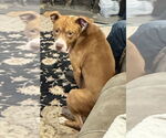 Small Staffordshire Bull Terrier Mix