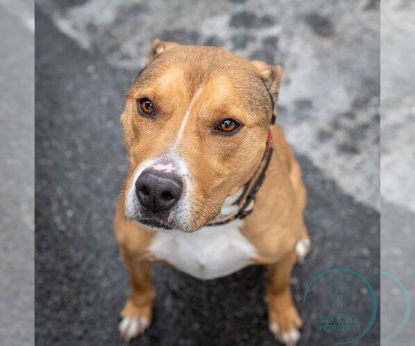 Medium Photo #13 American Staffordshire Terrier-Unknown Mix Puppy For Sale in Brewster, NY, USA