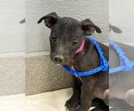 Small Labrador Retriever Mix