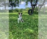Small #1 Australian Cattle Dog-Jack Russell Terrier Mix