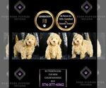 Small Photo #120 Goldendoodle (Miniature) Puppy For Sale in WARSAW, IN, USA