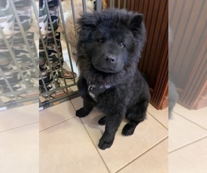 Chow Chow Puppy for sale in BOURBONNAIS, IL, USA