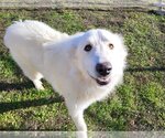 Small Photo #2 Great Pyrenees Puppy For Sale in Garland, TX, USA