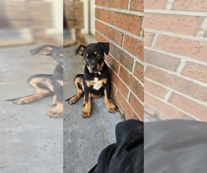 American Pit Bull Terrier-Presa Canario Mix Puppy for sale in CARTERSVILLE, GA, USA