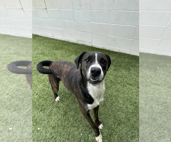 Medium Photo #4 Mountain Cur-Unknown Mix Puppy For Sale in Rockaway, NJ, USA