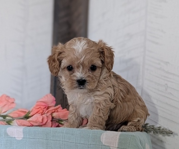 Medium Photo #27 Cockapoo (Toy) Puppy For Sale in GOSHEN, IN, USA
