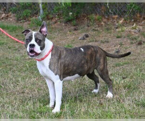 Medium Photo #3 Boxer-Unknown Mix Puppy For Sale in Glen Allen, VA, USA