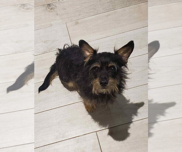 Medium Photo #2 Cairn Terrier Puppy For Sale in Canton, CT, USA
