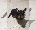Small #1 Cairn Terrier