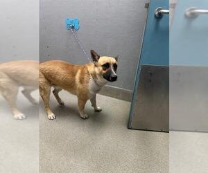 German Shepherd Dog-Unknown Mix Dogs for adoption in Las Vegas, NV, USA