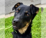 Small #7 Rottweiler Mix