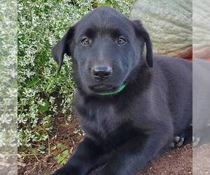 Belgian Malinois-Labrador Retriever Mix Puppy for sale in NEW PROVIDENCE, PA, USA