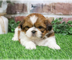 Small Photo #3 Shih Tzu Puppy For Sale in SYRACUSE, IN, USA