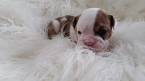 Medium English Bulldog