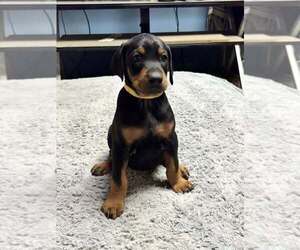 Doberman Pinscher Litter for sale in TAYLOR, MI, USA