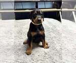 Small Doberman Pinscher