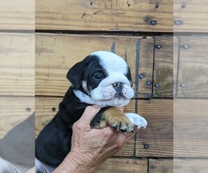 English Bulldog Puppy for sale in ROCKY MOUNT, NC, USA