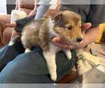 Small #4 Collie