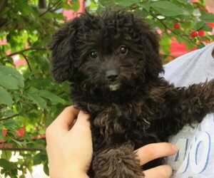 Miniature Bernedoodle Puppy for sale in HANCOCK, MN, USA