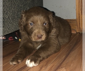 Aussiedoodle Puppy for sale in BEVERLY, OH, USA
