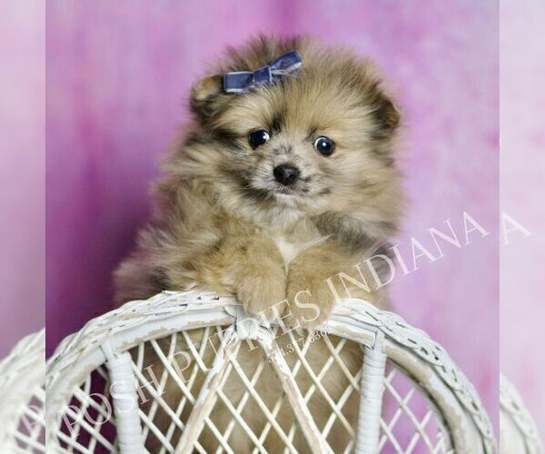 Medium Photo #2 Pomeranian Puppy For Sale in WARSAW, IN, USA