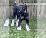 Small #7 Schnauzer (Giant)