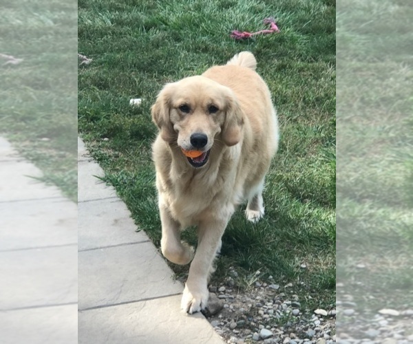 Medium Photo #70 English Cream Golden Retriever Puppy For Sale in NORTHWOOD, OH, USA