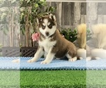 Small #4 Siberian Husky