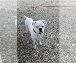 Small Photo #1 Boxer Puppy For Sale in GOLDFIELD, IA, USA