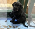 Small #2 Labrador Retriever
