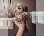 Small ShihPoo