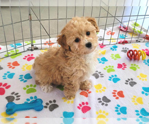 Poodle (Miniature) Puppy for sale in ORO VALLEY, AZ, USA