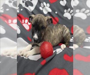 Labrador Retriever-Unknown Mix Dogs for adoption in Grovetown, GA, USA