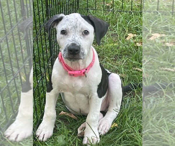 Medium Photo #14 American Bulldog-Unknown Mix Puppy For Sale in Lakewood, CO, USA