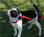 Small #3 American Bulldog-Dalmatian Mix