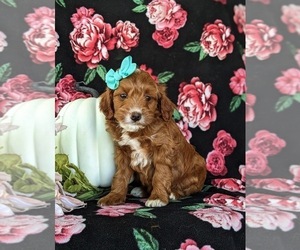 Goldendoodle (Miniature) Puppy for sale in COCHRANVILLE, PA, USA