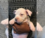 Small #1 American Bully