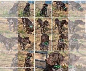 Father of the German Shorthaired Pointer puppies born on 05/09/2023