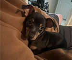 Small Photo #1 Chihuahua Puppy For Sale in ARAB, AL, USA