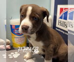 Small Border Collie Mix