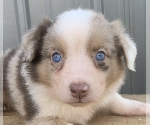 Australian Shepherd Puppy for sale in LYNN, IN, USA