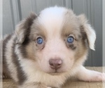 Small Photo #1 Australian Shepherd Puppy For Sale in LYNN, IN, USA