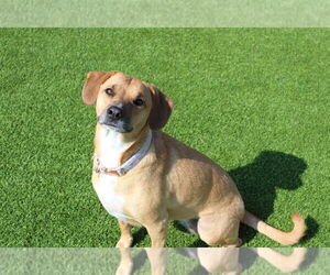Beagle-Unknown Mix Dogs for adoption in Chestertown, MD, USA