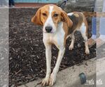 Small Photo #5 American Foxhound-Unknown Mix Puppy For Sale in Washington, DC, USA