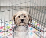 Small #6 Morkie