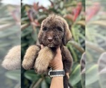 Small Photo #2 Labradoodle Puppy For Sale in KISSIMMEE, FL, USA