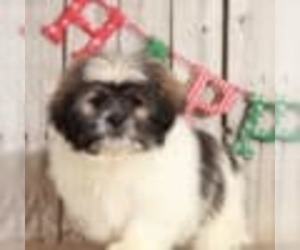 Zuchon Puppy for sale in MOUNT VERNON, OH, USA