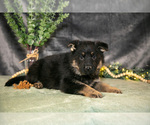 Small #1 German Shepherd Dog